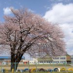 桜の木