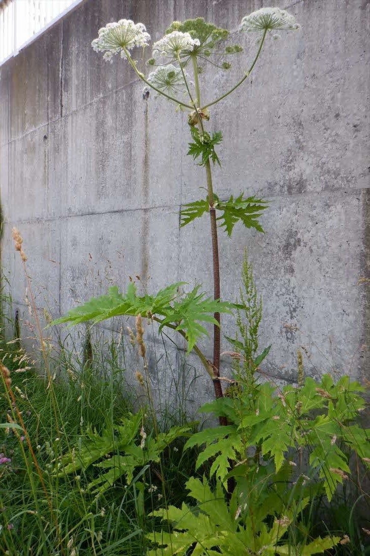 札幌市内で発見されたバイカルハナウドに類似する植物